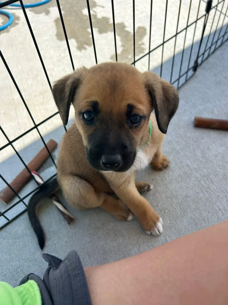 Light Green Pup