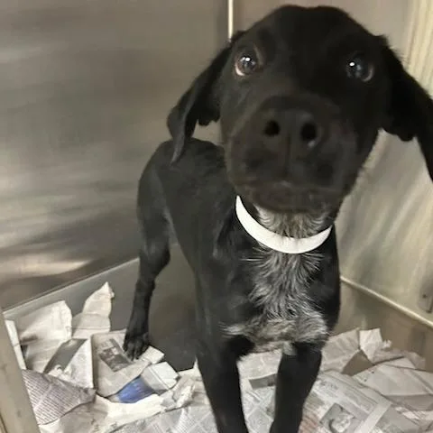 A baby small-sized male Mixed Breed dog named Boomer for adoption in Knoxville, TN