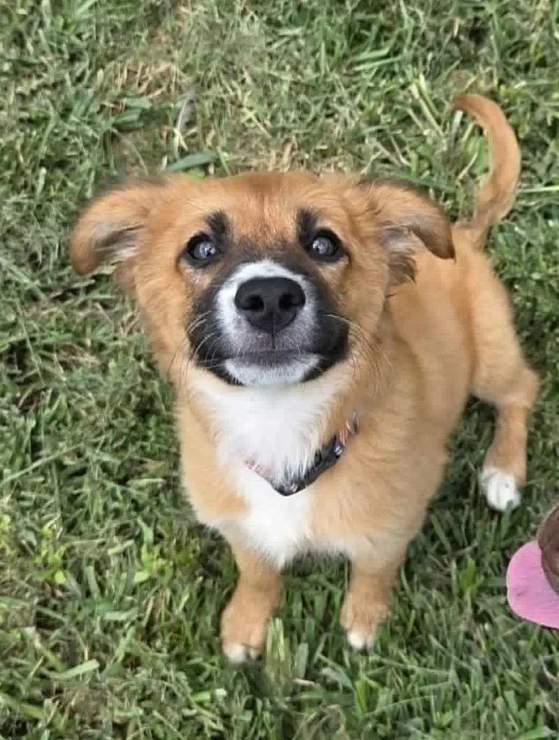 A young medium-sized female Collie dog named Spice for adoption in Ashville, OH