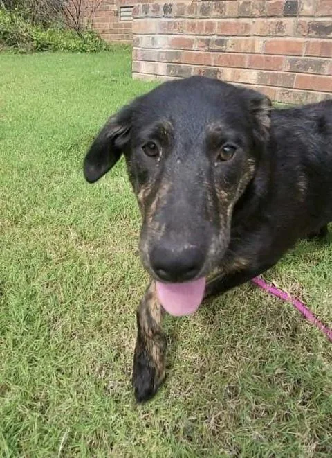 Lillyann  L Litter thumbnail 2