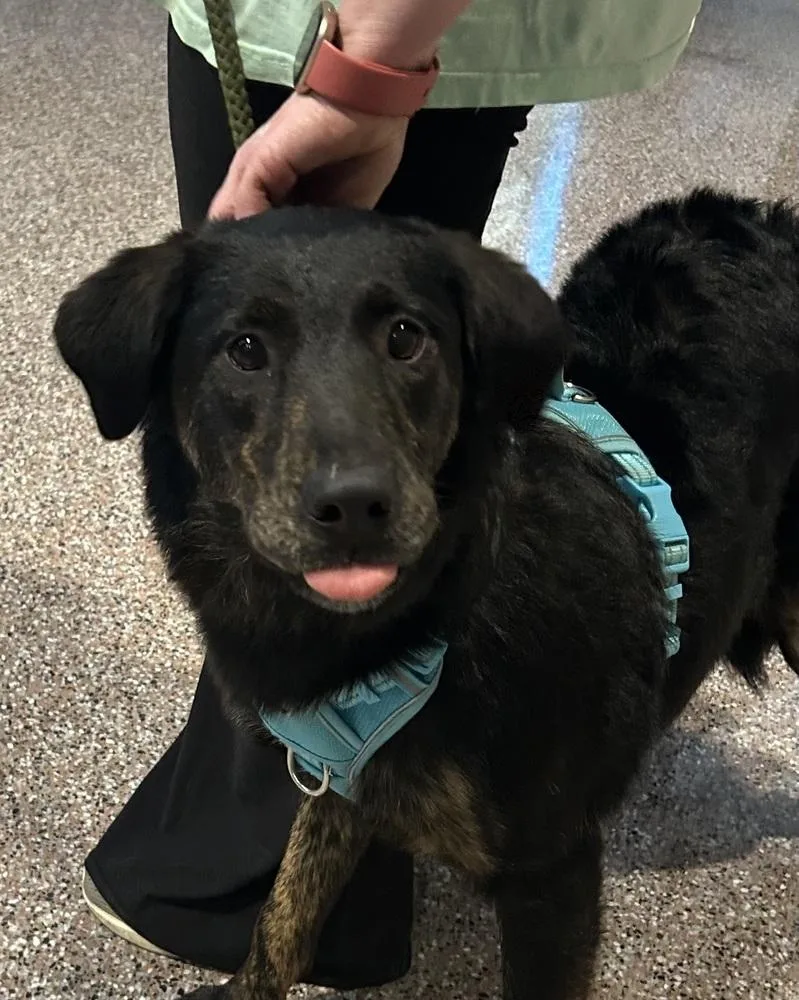 Lillyann  L Litter thumbnail 3