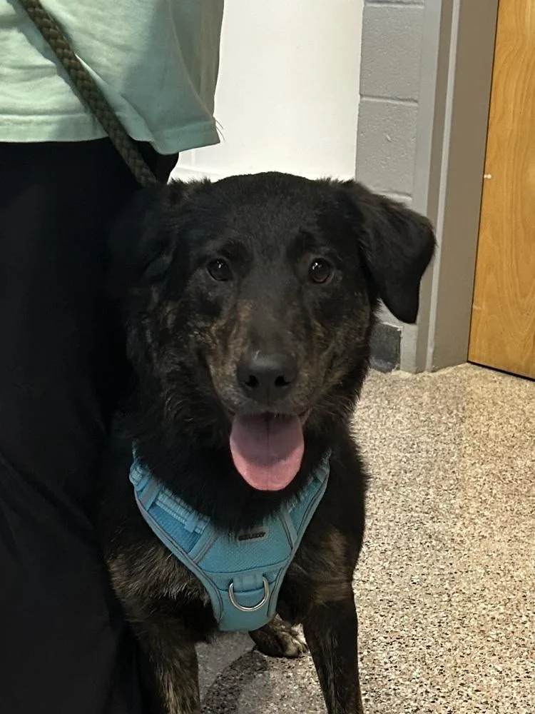 Lillyann  L Litter thumbnail 5