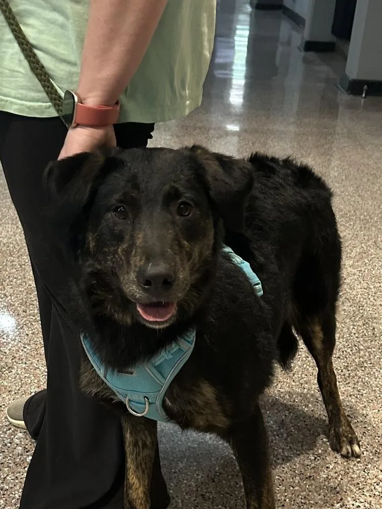 Lillyann  L Litter thumbnail 6