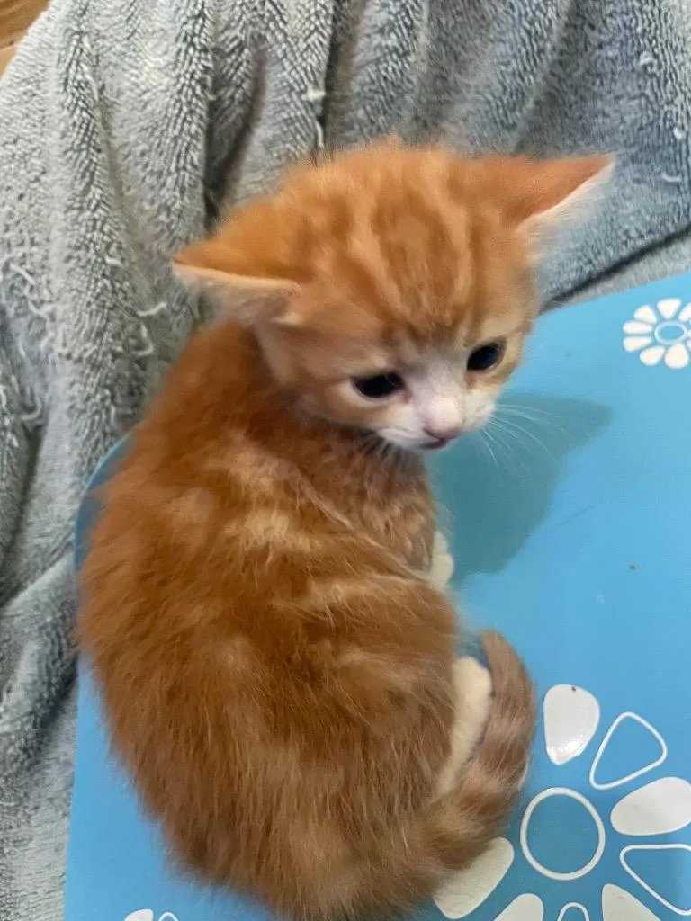 A baby small-sized female Domestic Short Hair cat named Yarah for adoption in Westfield, NY