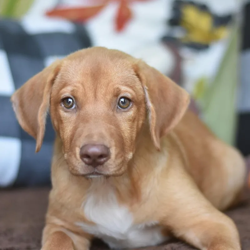 A baby medium-sized female Golden Mixed Breed dog named Finley for adoption in Cleveland, TX