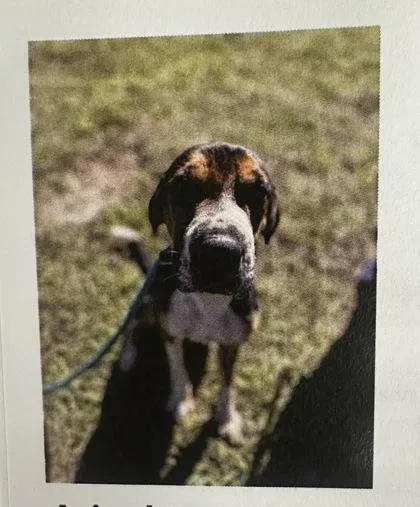 A young medium-sized male Hound dog named Zepher for adoption in Palm Coast, FL