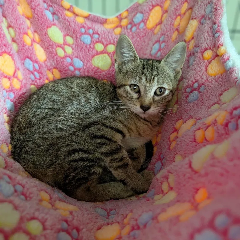 A baby medium-sized female Tabby (Buff / Tan / Fawn) Domestic Short Hair cat named Mcnugget for adoption in Cape Girardeau, MO