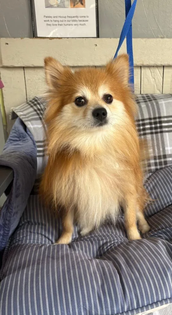 An adult small-sized male Pomeranian dog named Winky for adoption in Fort Worth, TX