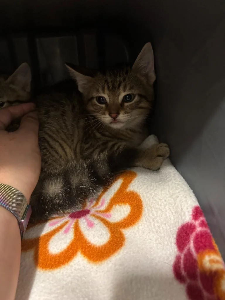 A baby small-sized male British Shorthair cat named Alfredo for adoption in Mustang, OK