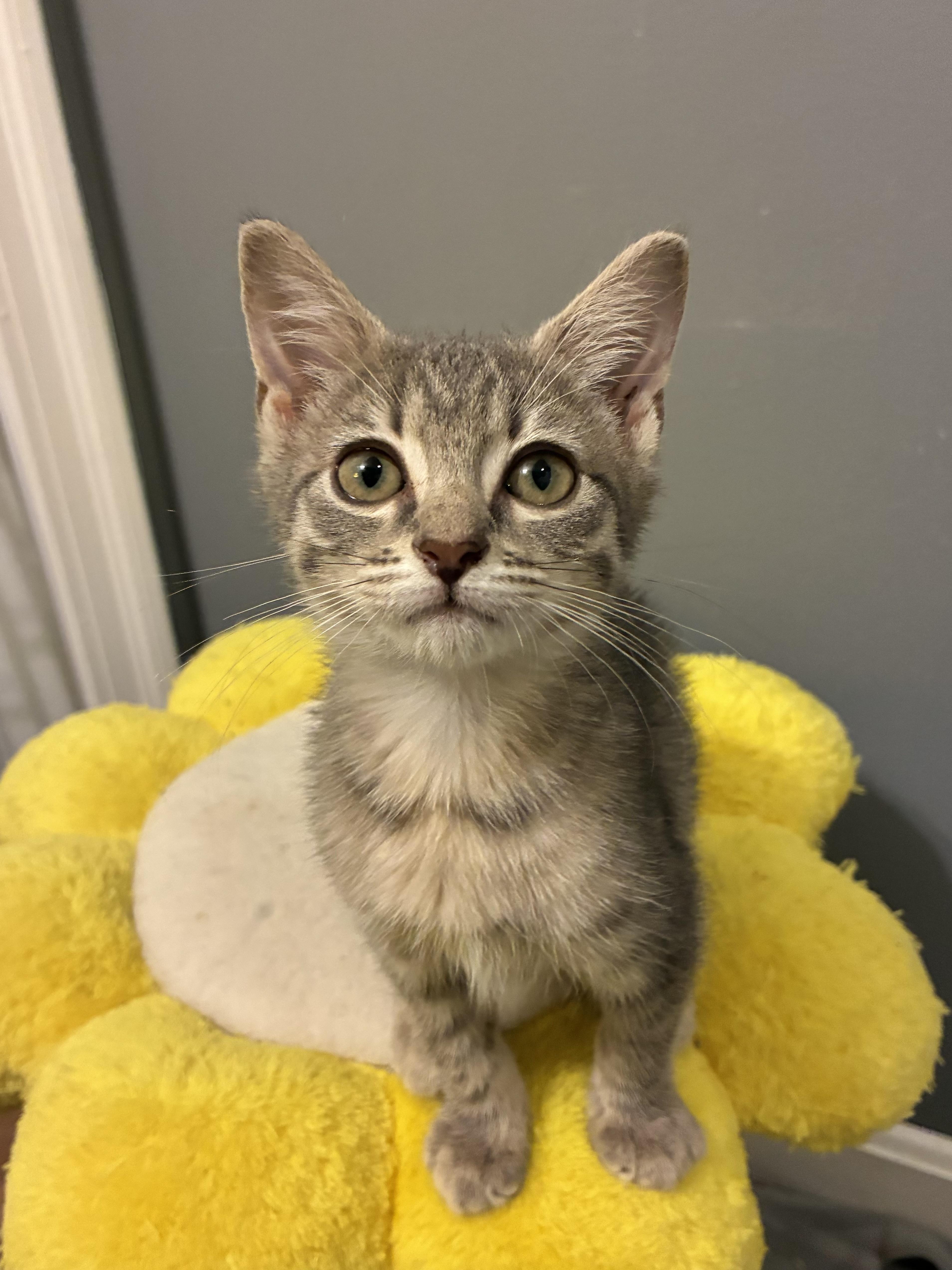 A baby small-sized female Gray / Blue / Silver Domestic Short Hair cat named Vienna for adoption in Columbus, OH