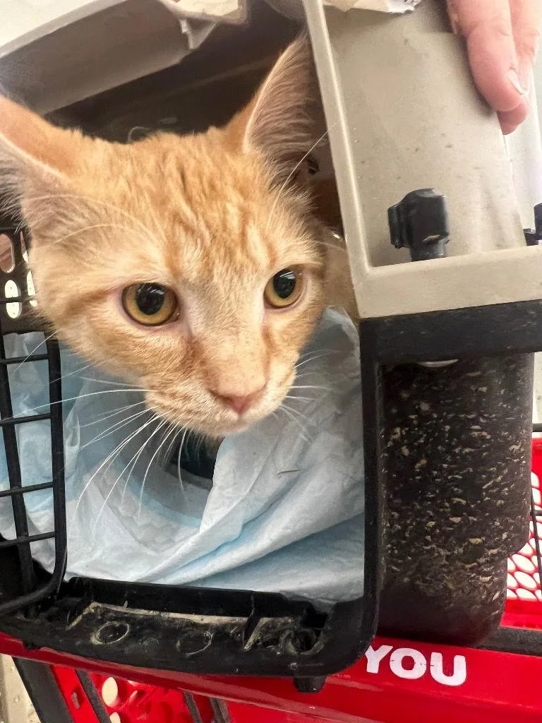 Kaboodle thumbnail 2