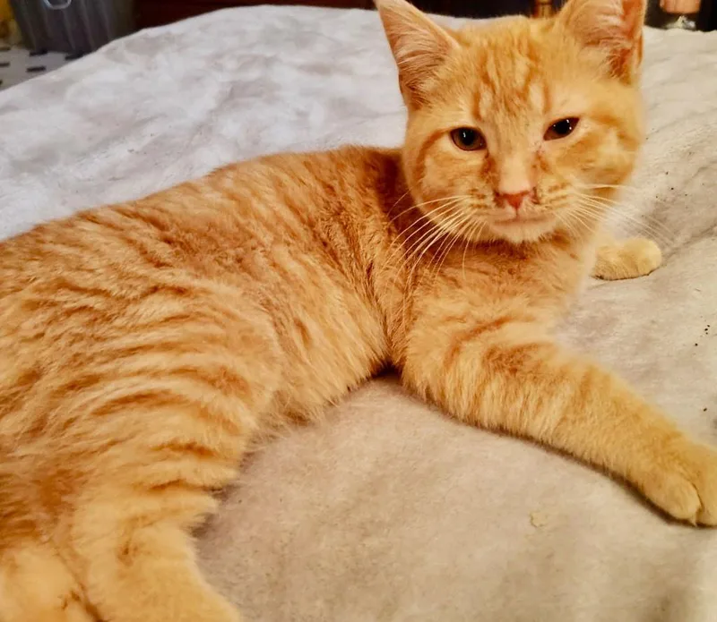 Kaboodle thumbnail 3