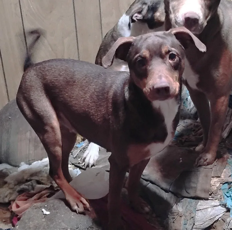 Penny Scas thumbnail 3