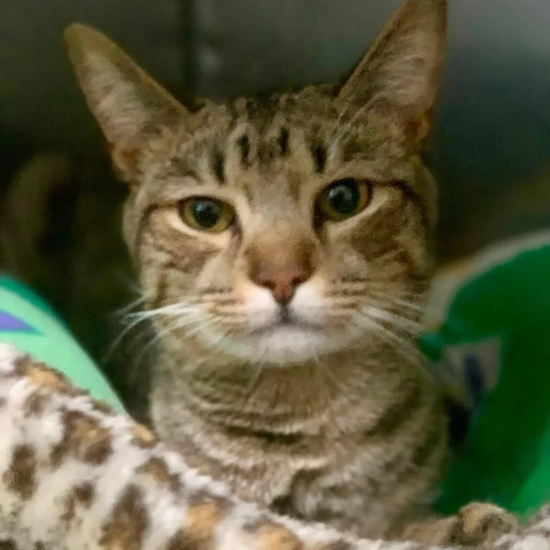 A young medium-sized male Tabby (Brown / Chocolate) Domestic Short Hair cat named Jordan for adoption in Ozone Park, NY