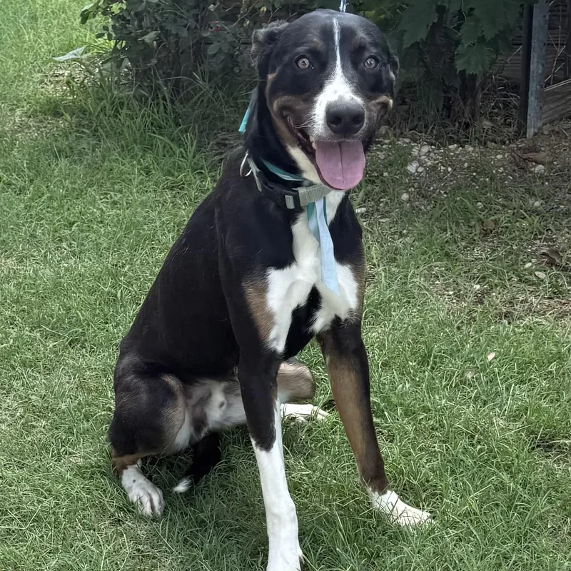 A young large-sized male Tricolor (Brown, Black, & White) Border Collie dog named Boots for adoption in Brookeville, MD