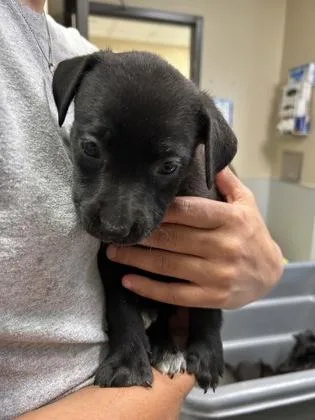 A young large-sized female Labrador Retriever dog named Hera for adoption in Kansas City, MO