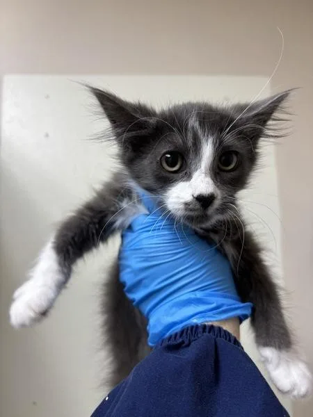 A baby small-sized female Domestic Medium Hair cat named Rum Raisin for adoption in Sherwood, OR