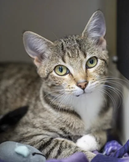 A baby small-sized female Domestic Short Hair cat named Tiny Dancer for adoption in Pequot Lakes, MN