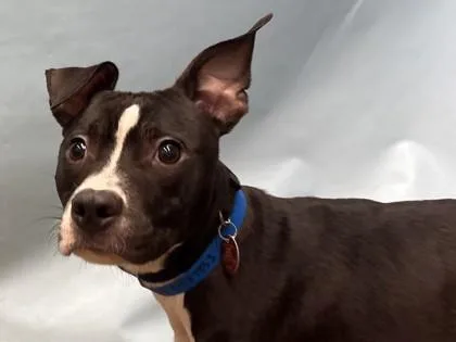 An adult large-sized male Pit Bull Terrier dog named Bubba for adoption in Golden Valley, MN
