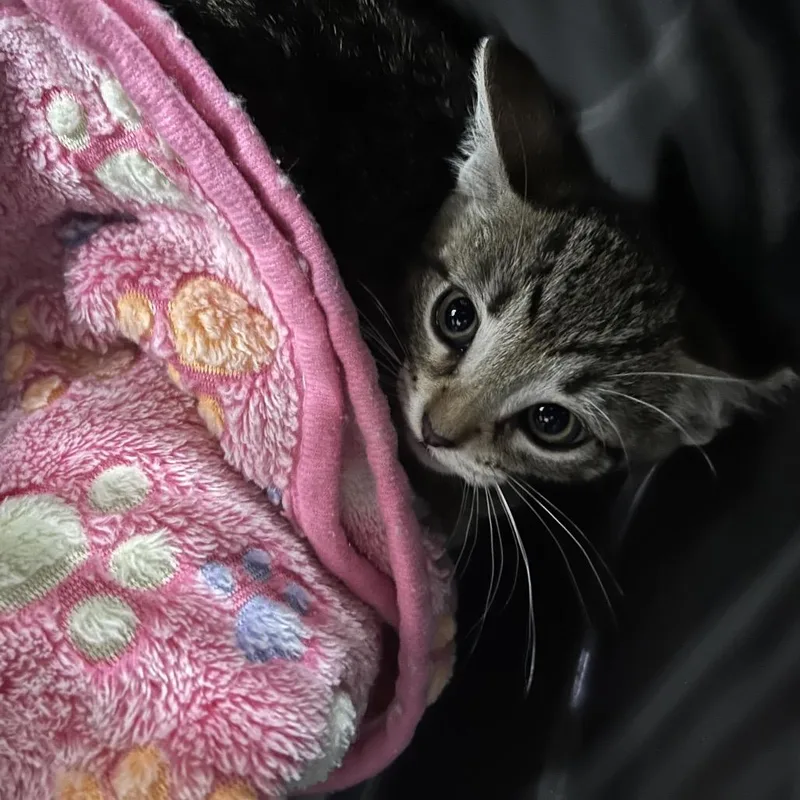 A baby small-sized female Brown / Chocolate Domestic Short Hair cat named Champa for adoption in Starkville, MS