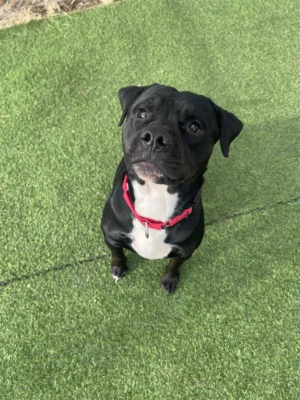 Theodore thumbnail 2