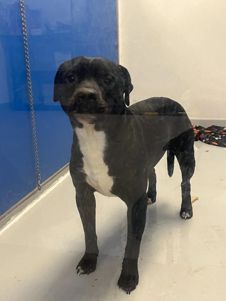 Theodore thumbnail 3