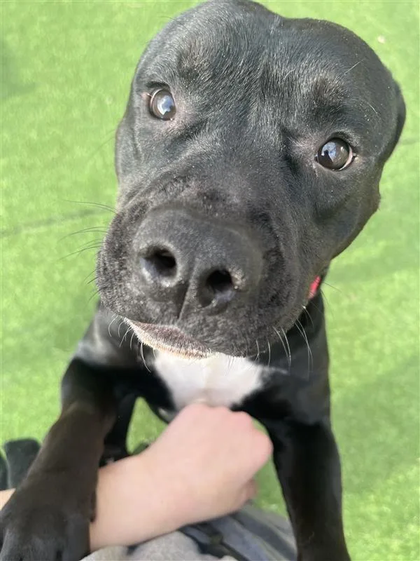 Theodore thumbnail 4