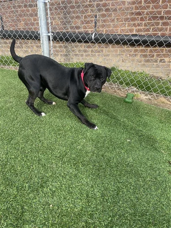 Theodore thumbnail 6