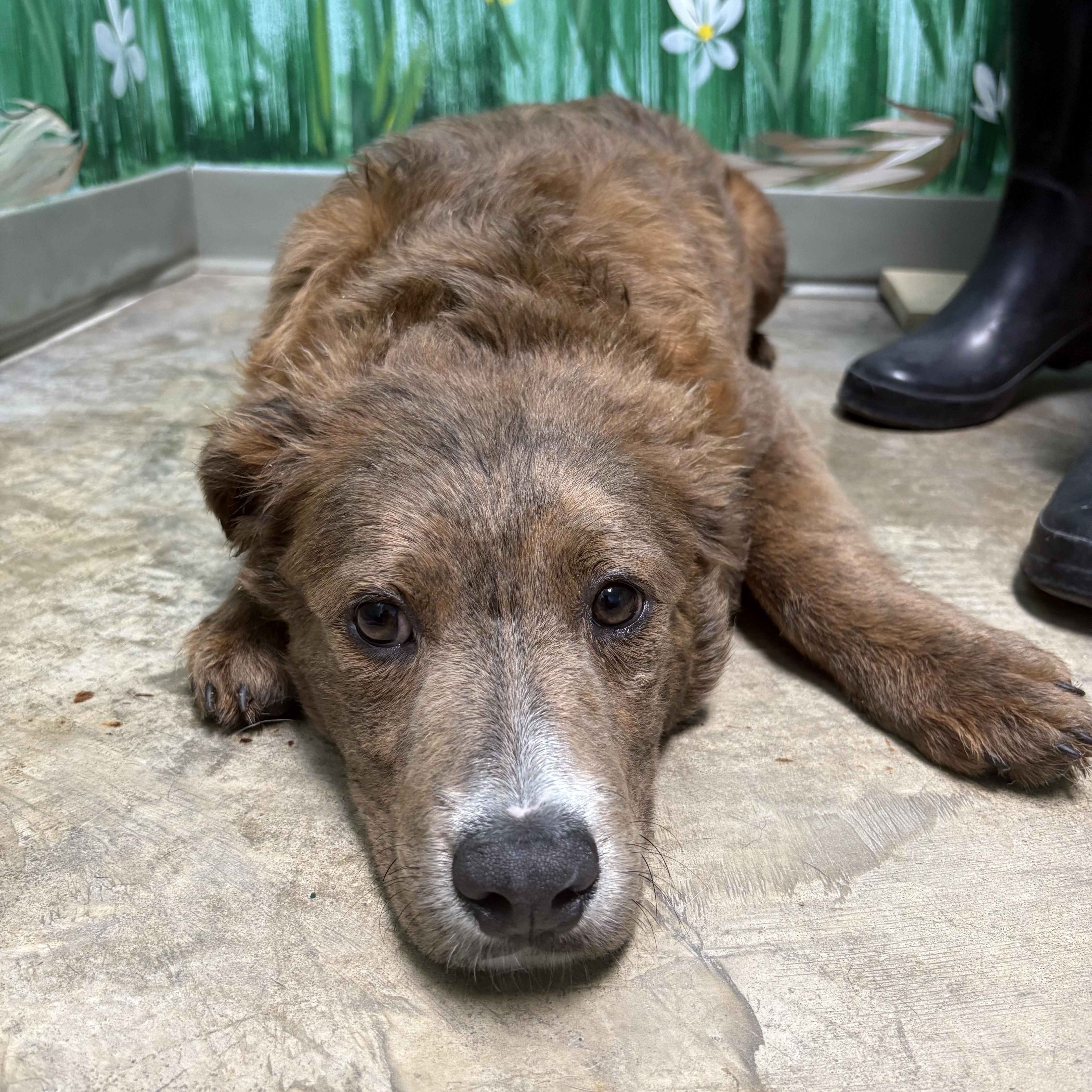 A young medium-sized male Labrador Retriever dog named Bonjovi for adoption in Godfrey, IL