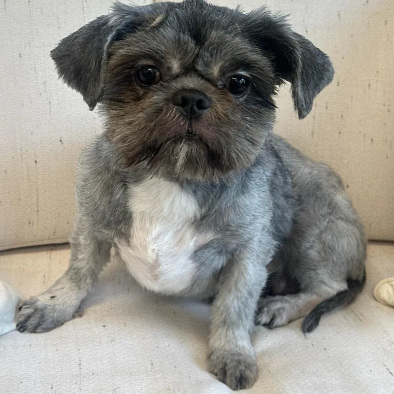 An adult small-sized male Black Shih Tzu dog named Bark Wahlberg for adoption in Chesapeake, VA