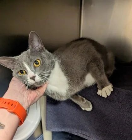 A young large-sized female Domestic Short Hair cat named Pepper Ann for adoption in Westland, MI