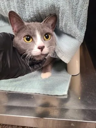 Pepper Ann thumbnail 2