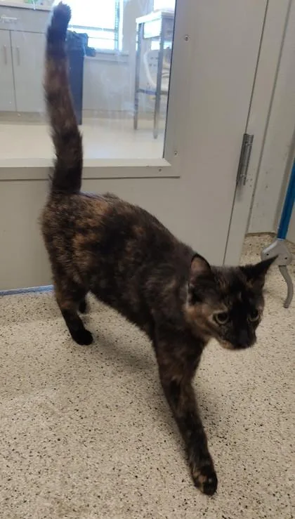 An adult medium-sized female Domestic Short Hair cat named Unicorn for adoption in Lafayette, IN
