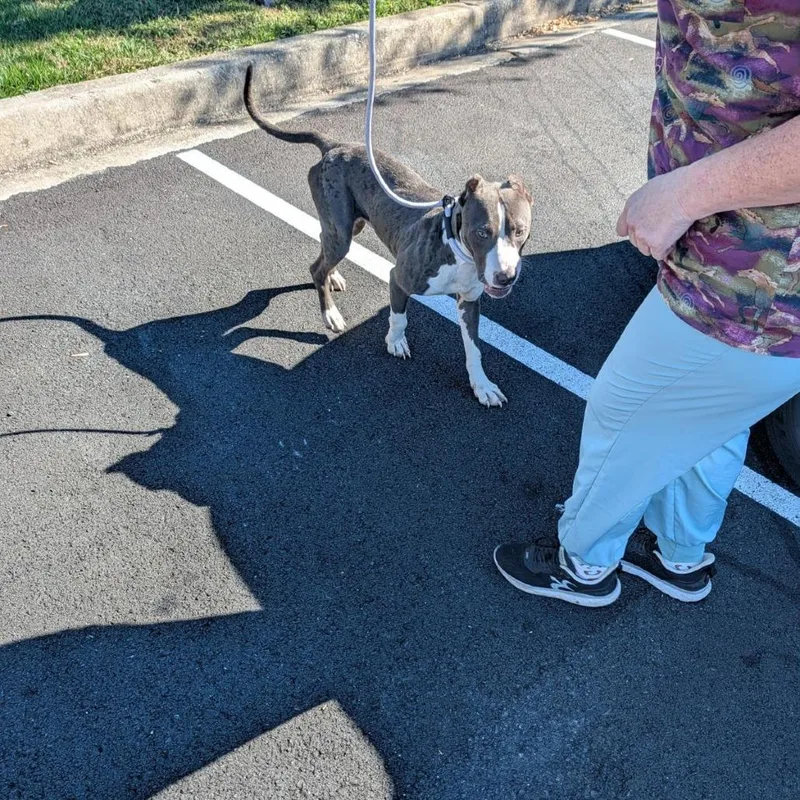 A young large-sized male Gray / Blue / Silver Pit Bull Terrier dog named Petey for adoption in Flintstone, MD