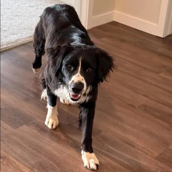 Harlan D thumbnail 2