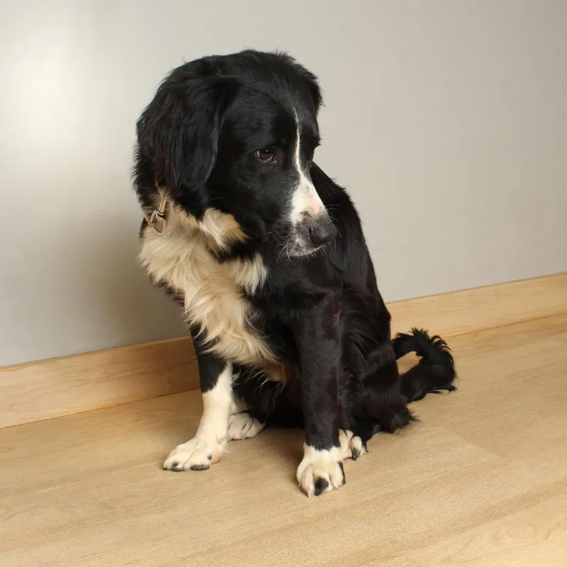 Harlan D thumbnail 3