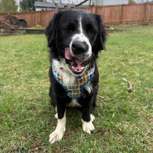 Harlan D thumbnail 4