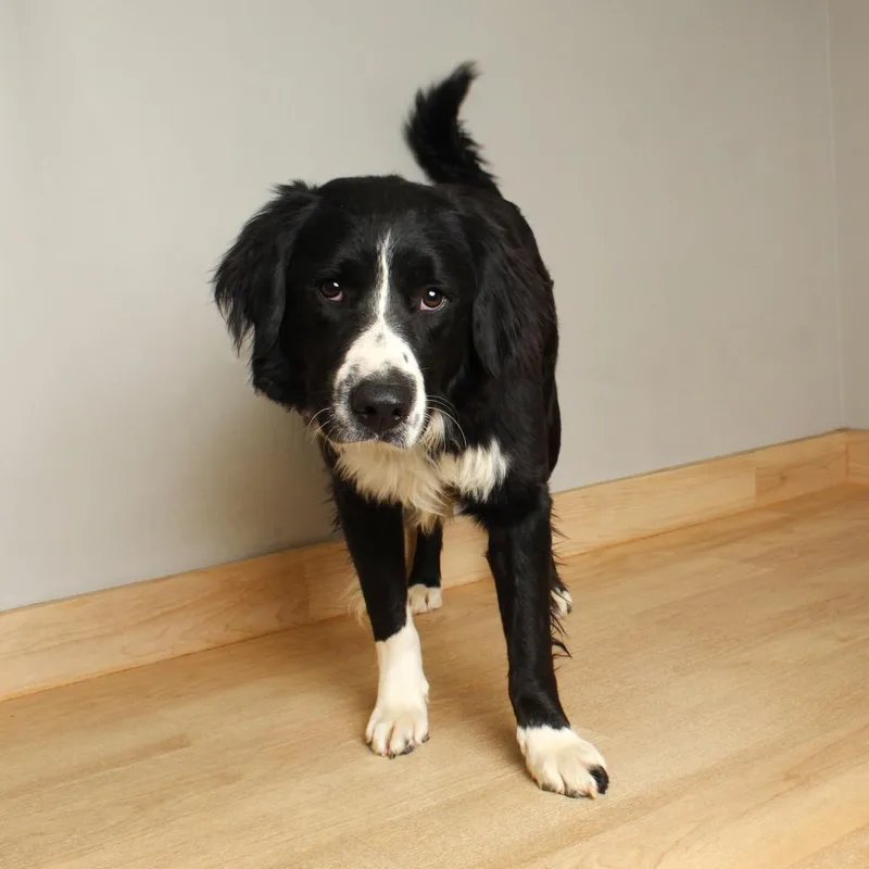 Harlan D thumbnail 5