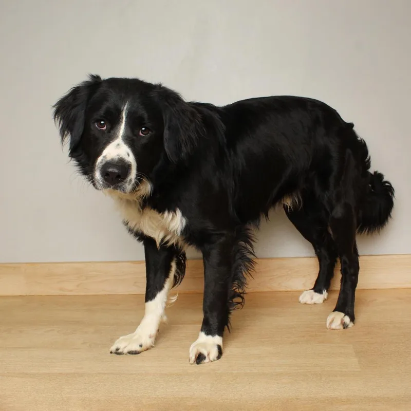 Harlan D thumbnail 6