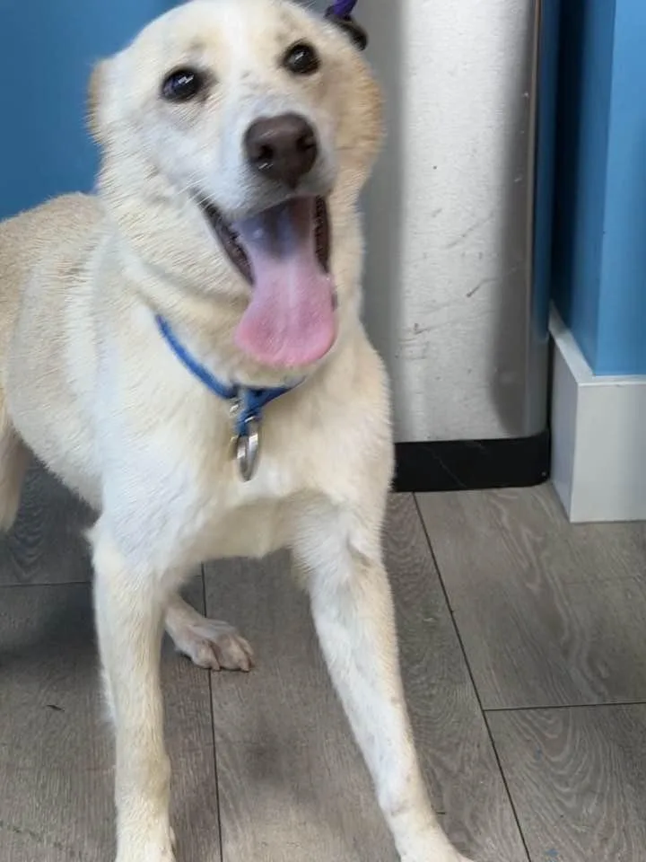 An adult medium-sized female Siberian Husky dog named Laika for adoption in Walnut Creek, CA
