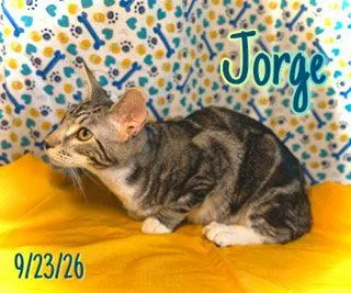 A baby medium-sized male Domestic Medium Hair cat named Jorge for adoption in Pleasanton, TX