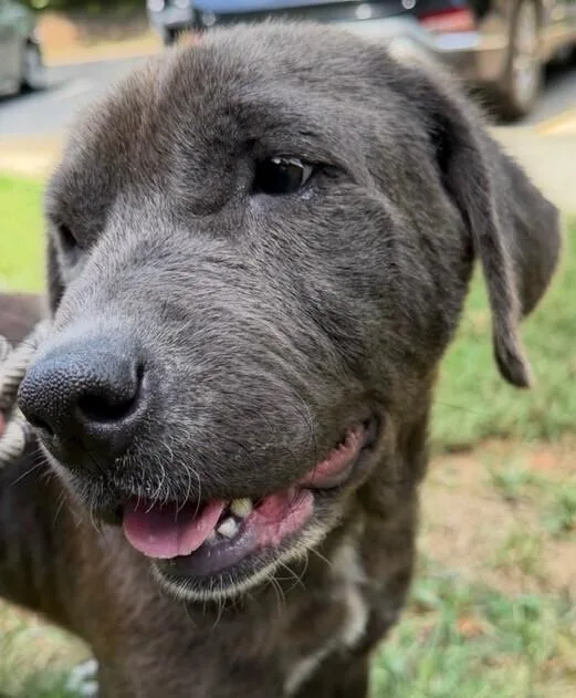 An adult medium-sized female Black Labrador Retriever dog named Luma for adoption in Washington, DC
