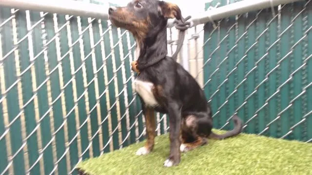 A baby medium-sized male Terrier dog named Donnie for adoption in Downey, CA