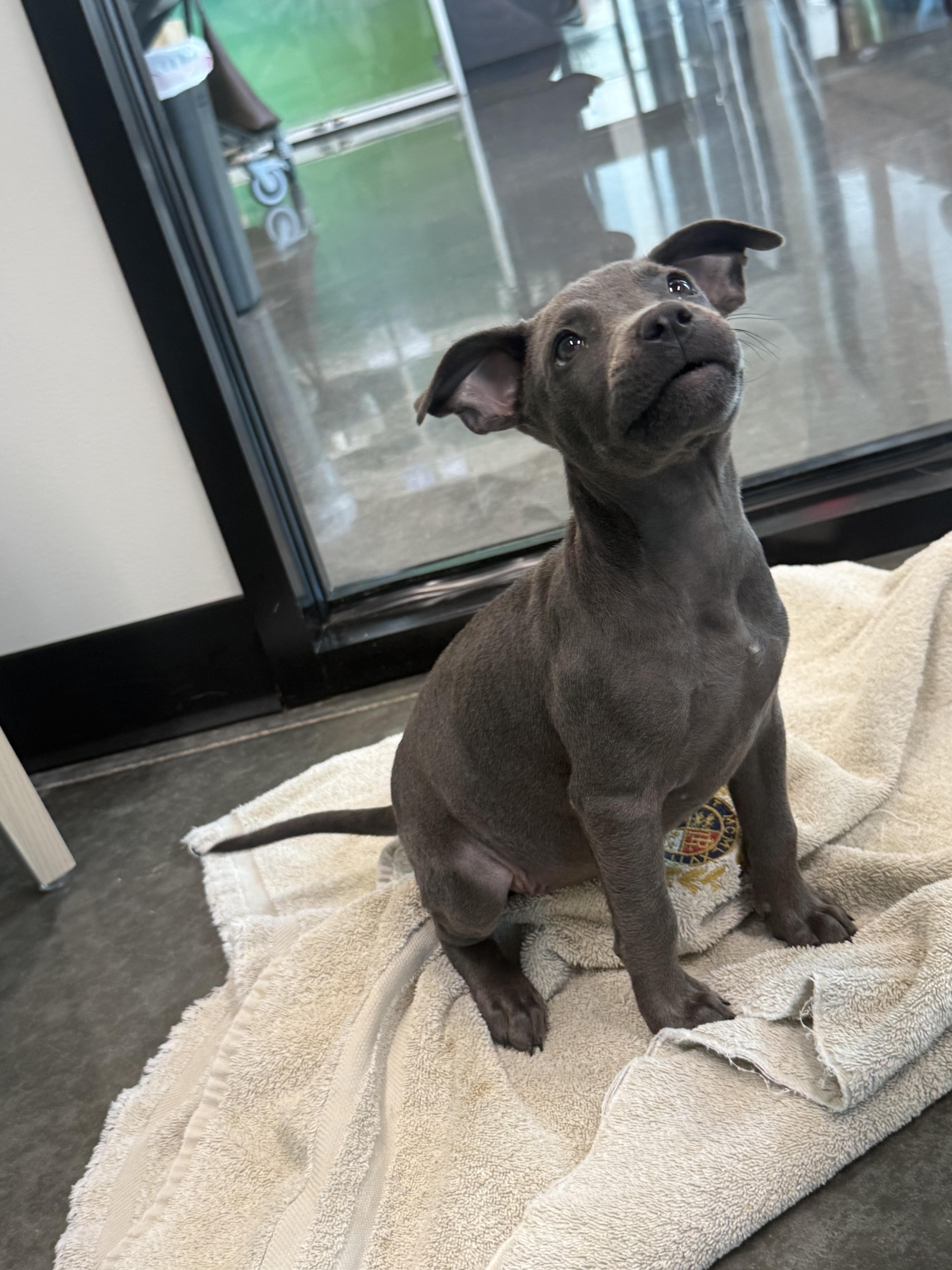 A baby medium-sized male Gray / Blue / Silver Pit Bull Terrier dog named Hippo for adoption in Pflugerville, TX