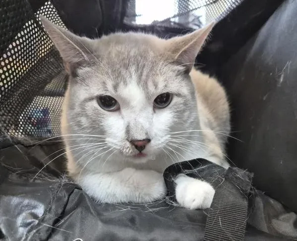 An adult large-sized male Domestic Short Hair cat named Mauro for adoption in New York, NY
