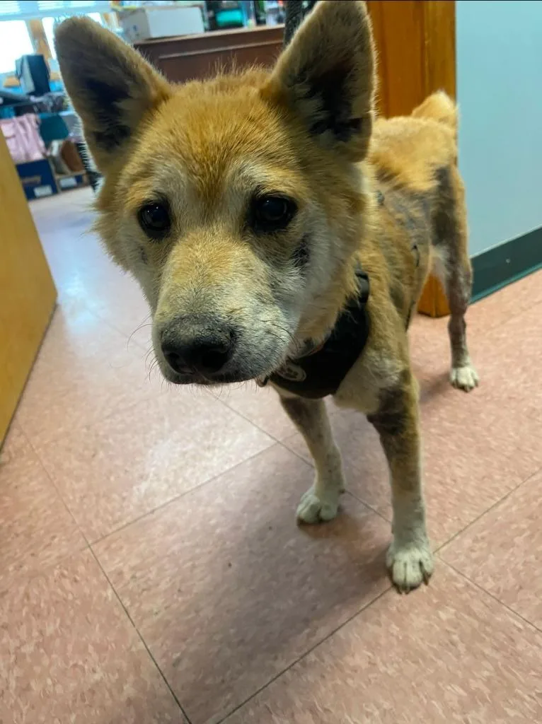 An adult medium-sized male Shiba Inu dog named Simba for adoption in Wabash, IN