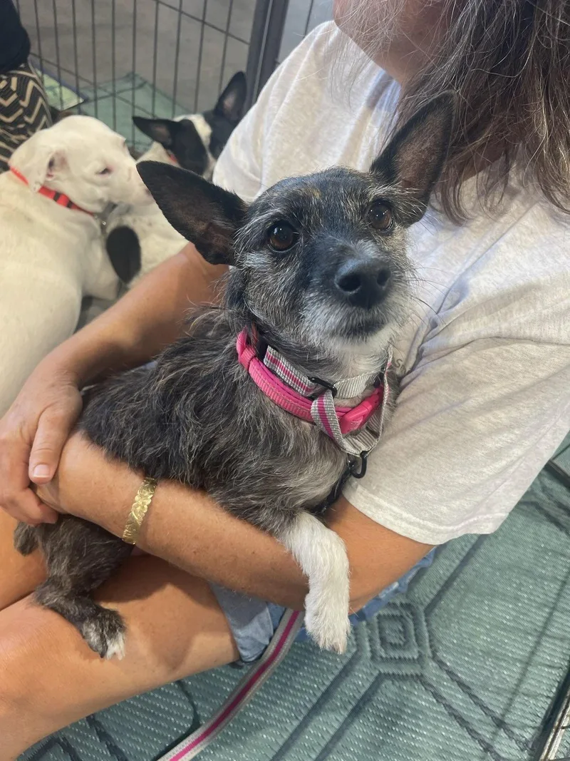 An adult medium-sized female Jack Russell Terrier dog named Lexie for adoption in Glendale, AZ
