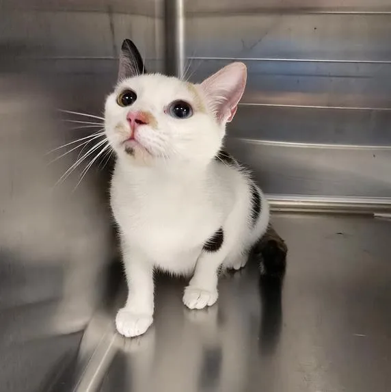 A young medium-sized female Domestic Short Hair cat named Crystal for adoption in Houston, TX
