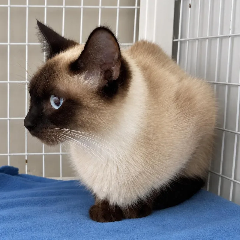An adult medium-sized female Cream / Ivory Domestic Short Hair cat named Cruella for adoption in Columbiana, AL