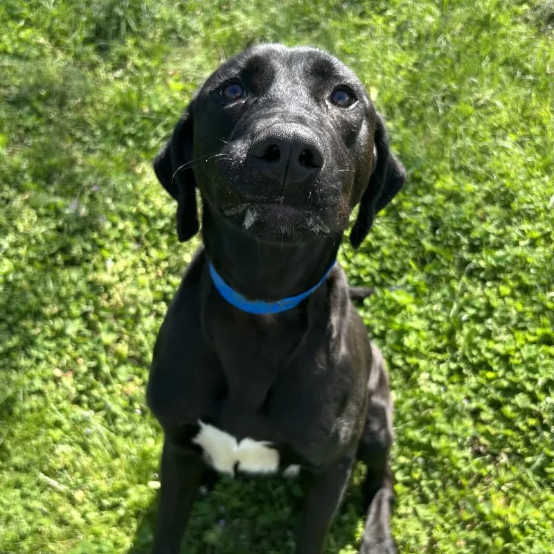 Humpty Dumpty thumbnail 2